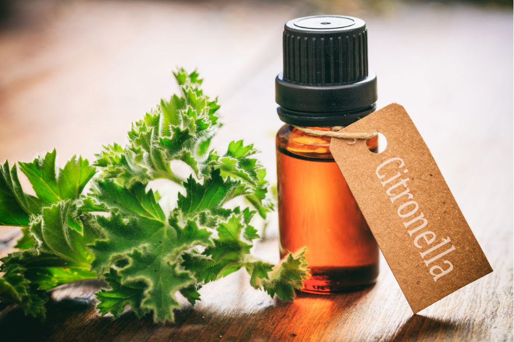 Etherische olie van citronella – een natuurlijk bestanddeel met citronellol, gebruikt in aromatherapie en huishoudelijke verzorging.