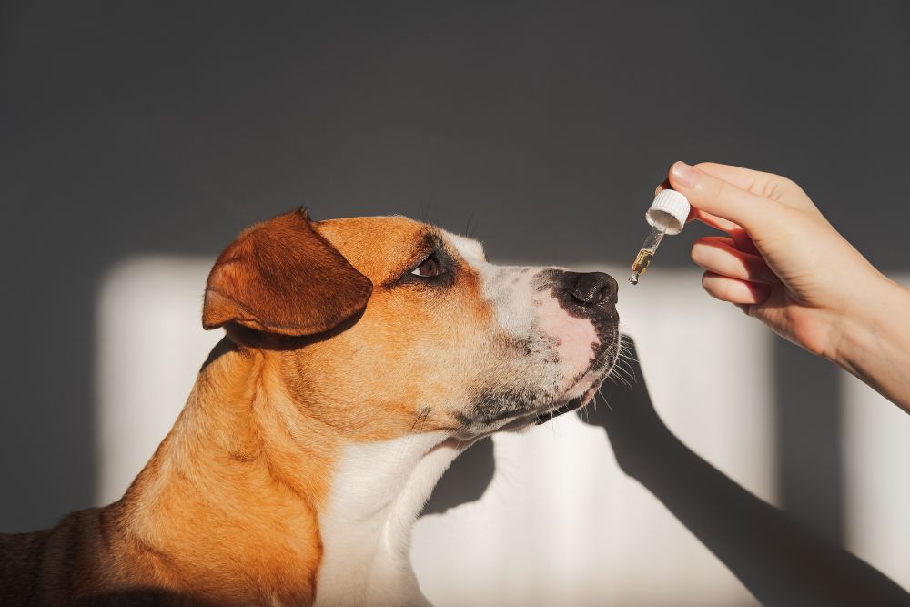 Hond snuffelt aan een druppelflesje met etherische olie – illustratieve foto die wijst op veilig gebruik van oliën bij huisdieren.