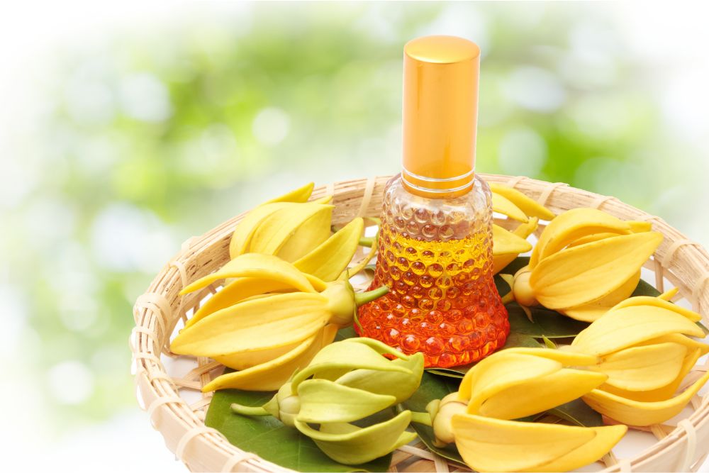 Gele ylang-ylangbloemen met etherische olie voor ontspanning