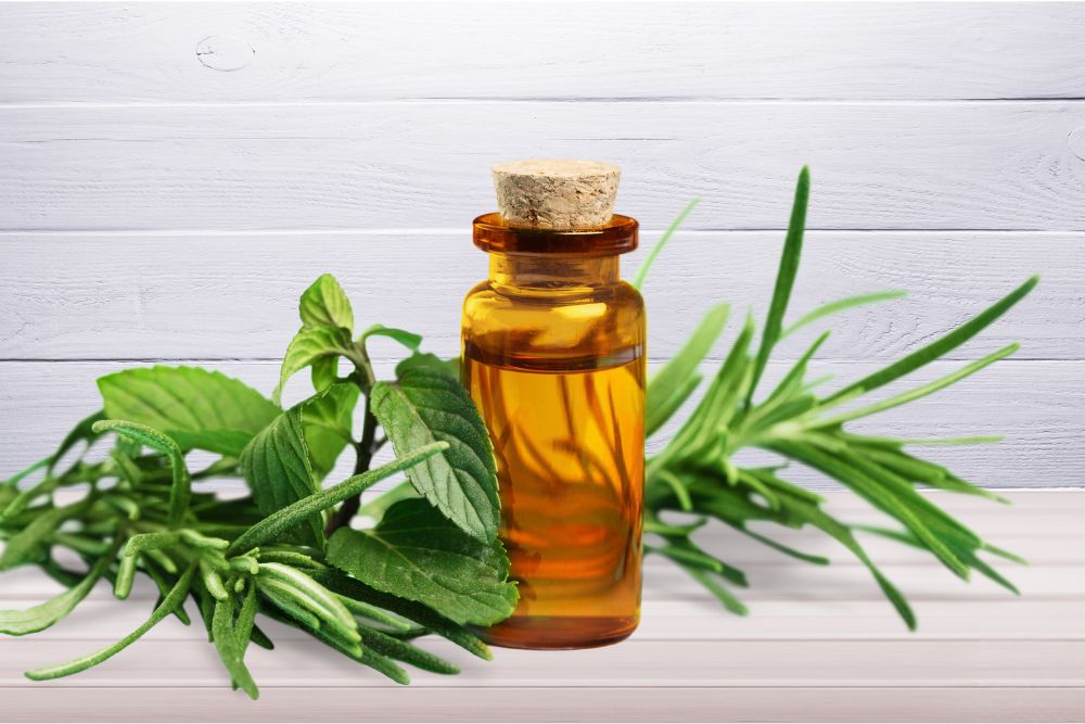 Flesje met etherische tea tree-olie – natuurlijk product uit de bladeren van de Australische Melaleuca.